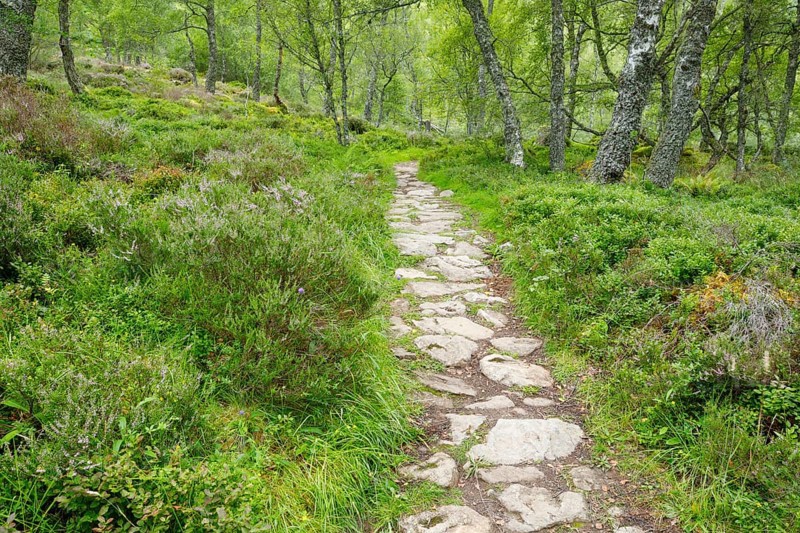 Footpath in birch forest