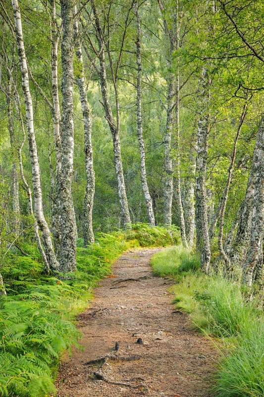 Footpath in birch forest