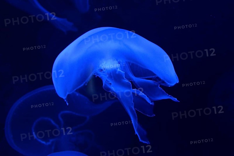 Common jellyfish