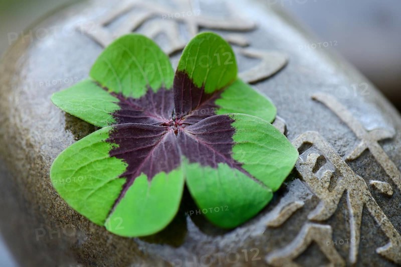 Lucky Clover on stone with Chinese characters