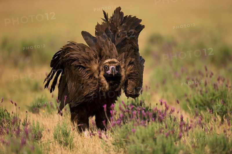 Cinereous vulture