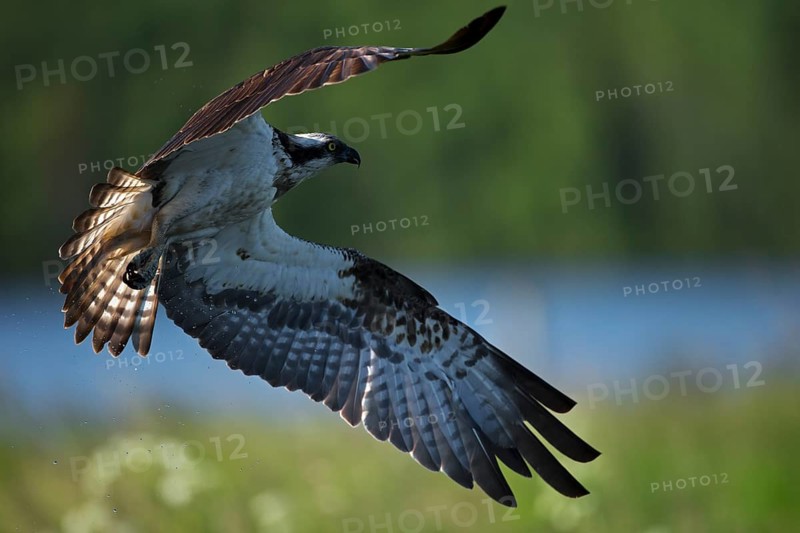 Western osprey