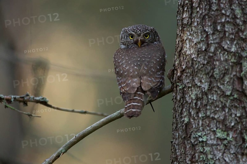 Pygmy owl