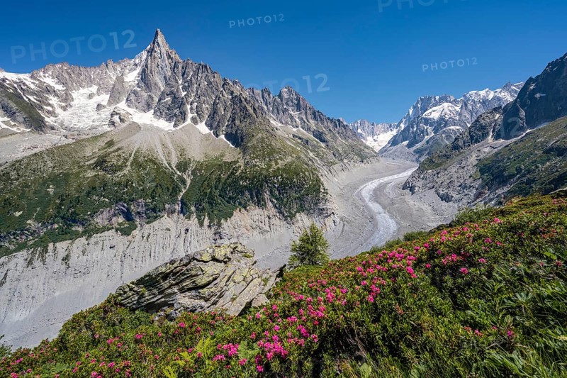 Pink alpine roses on the mountainside
