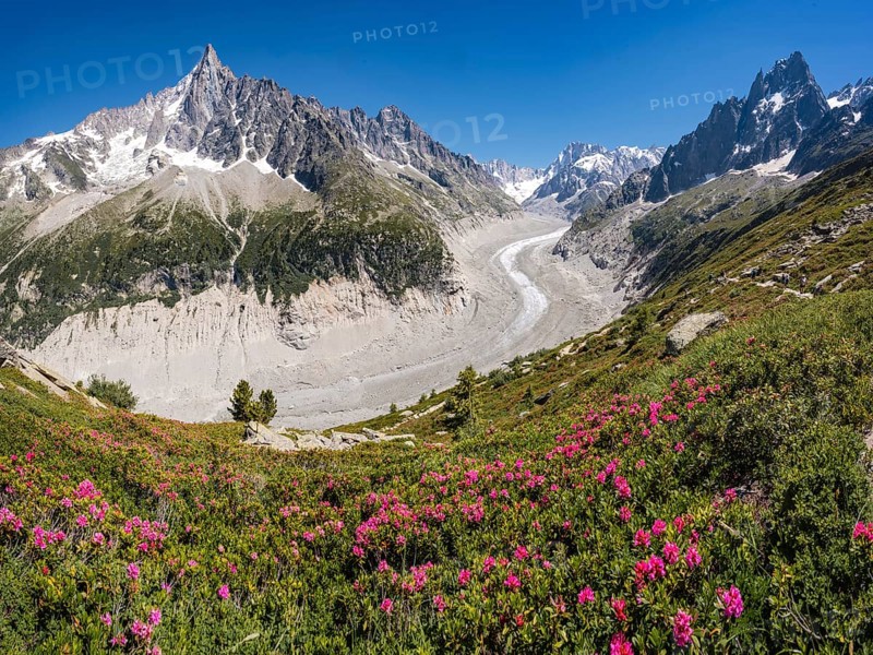 Pink alpine roses on the mountainside