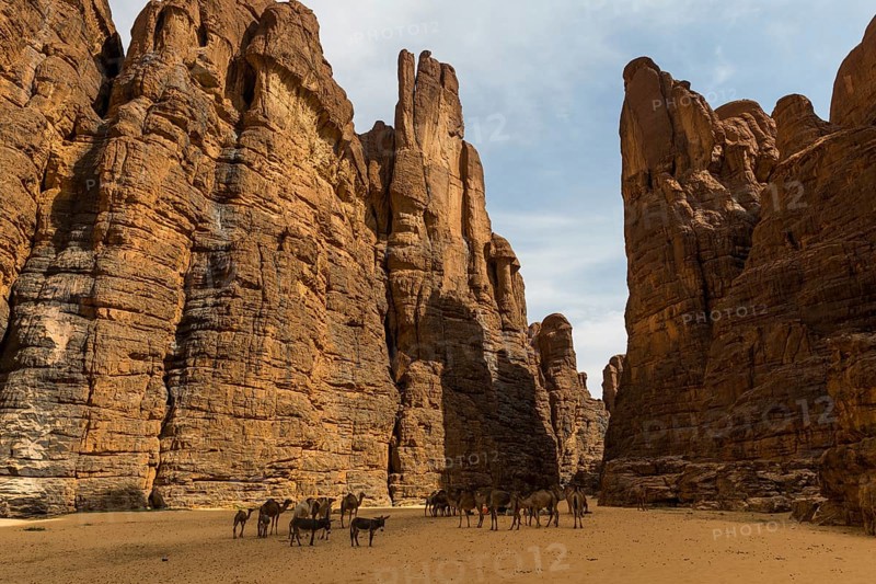 Camels and donkeys between rocks