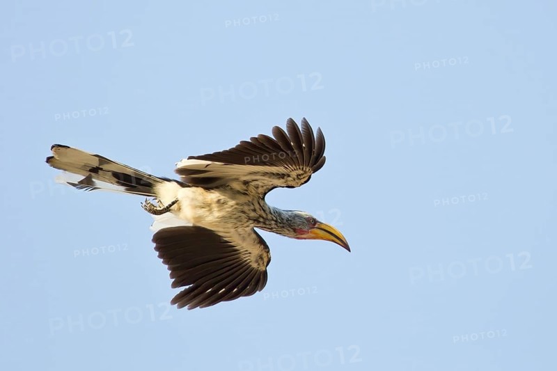 Southern Yellow-billed Hornbill