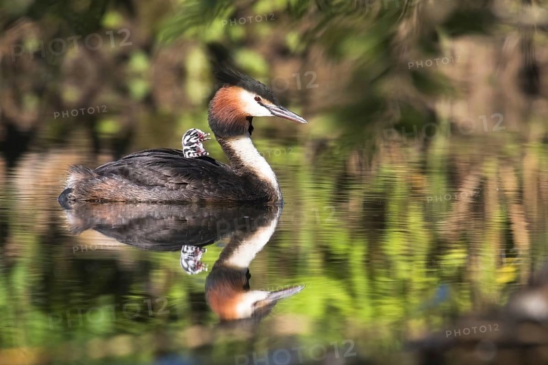 Great crested grebe