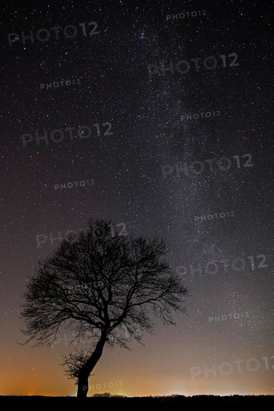 Stars in the sky above a tree