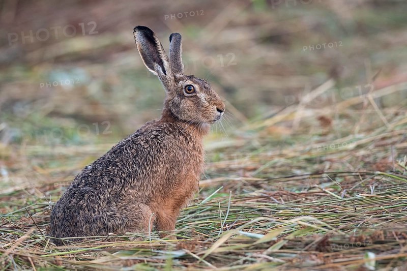 European hare