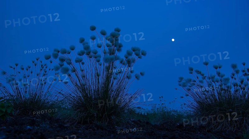 Hare's-tail cottongrass