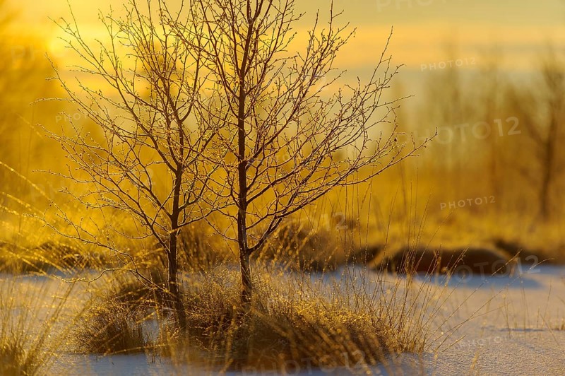 Birches trees