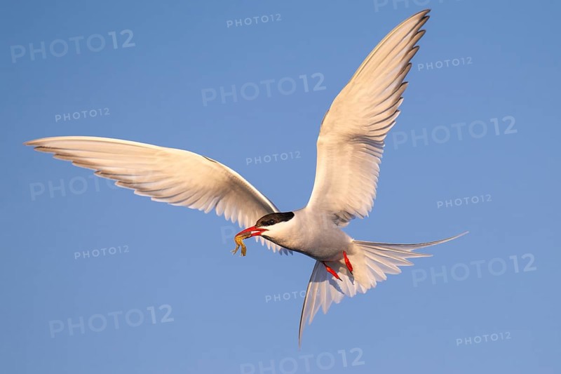 Arctic tern