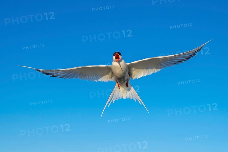 Arctic tern