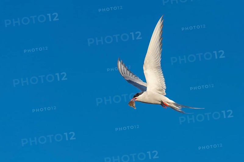 Arctic tern