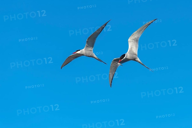Arctic tern