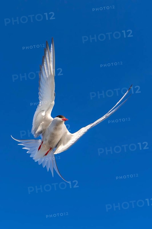 Arctic tern