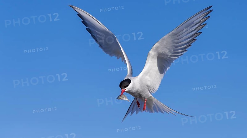 Arctic tern