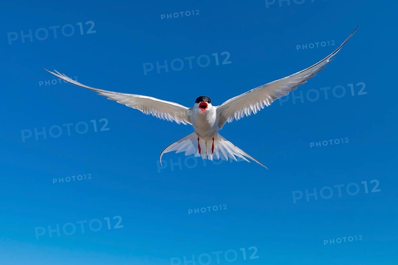 Arctic tern