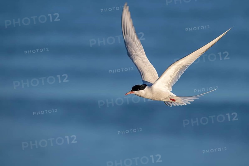 Arctic tern