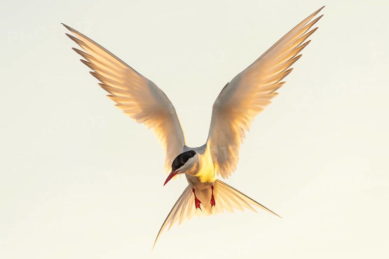 Arctic tern