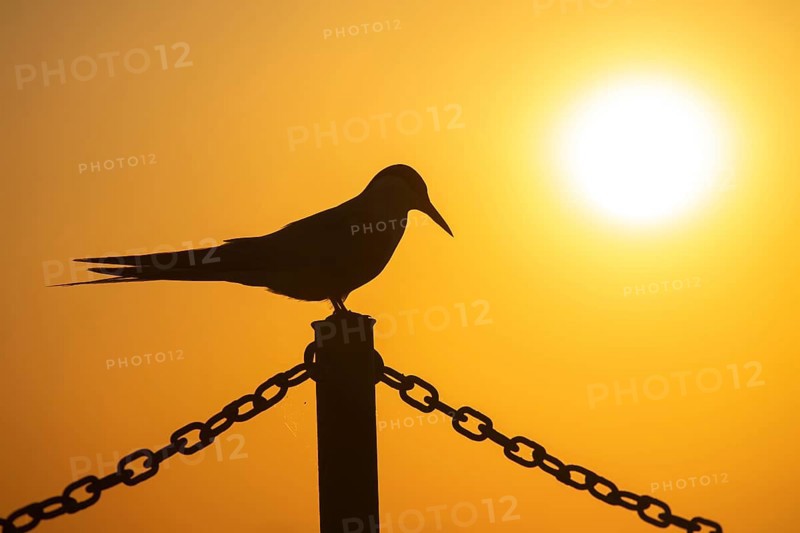 Arctic tern