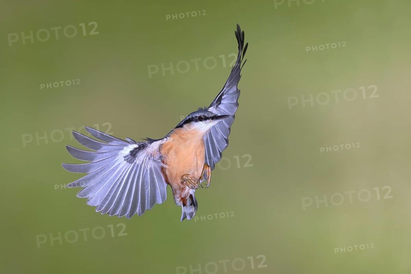 Eurasian nuthatch