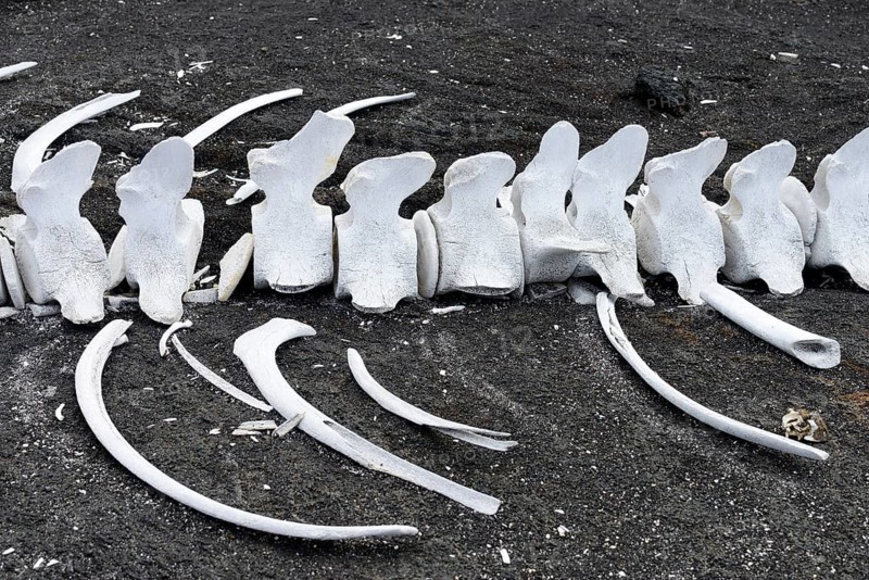 Whale bones