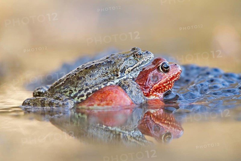 Common frog