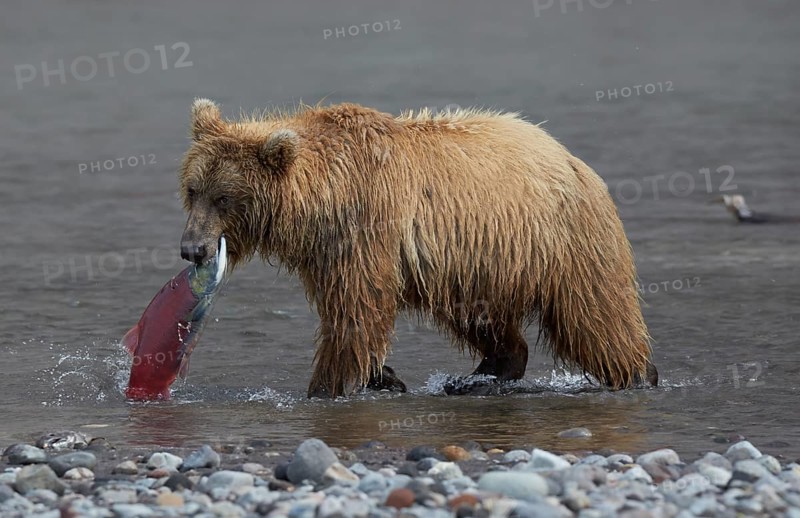 Kamchatka brown bear