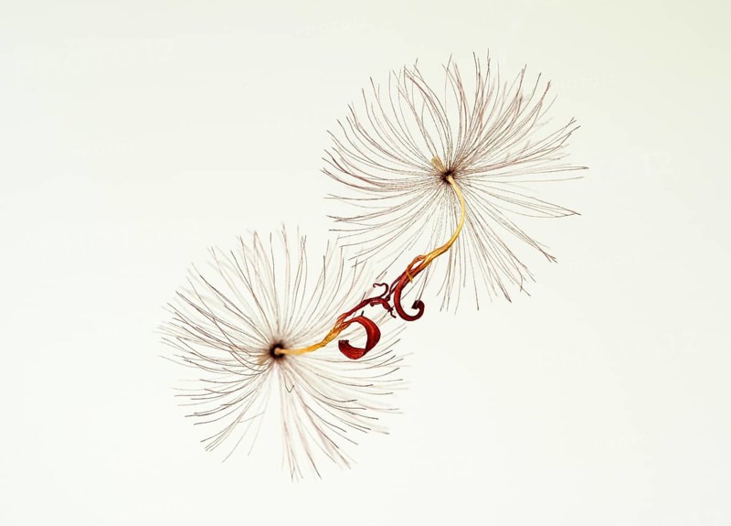 Flight seeds of a tannera flower