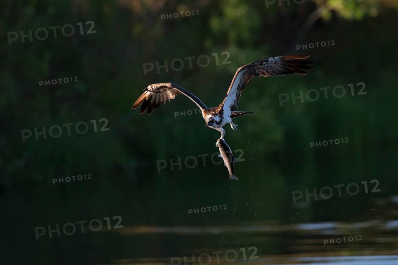 Western osprey