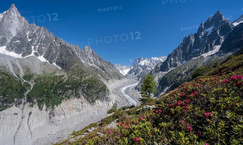Alpine roses on the mountainside