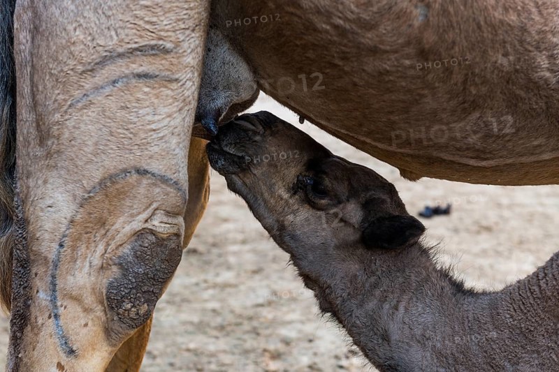 Young camel drinking at her mother