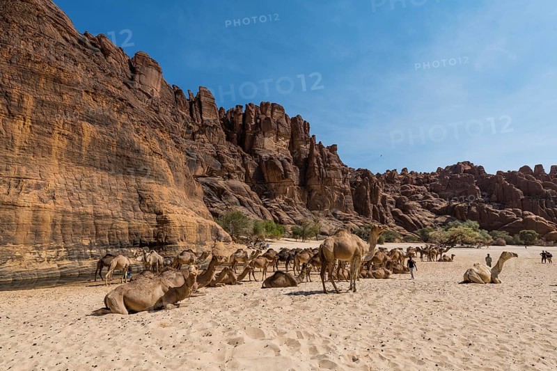 Camel herd