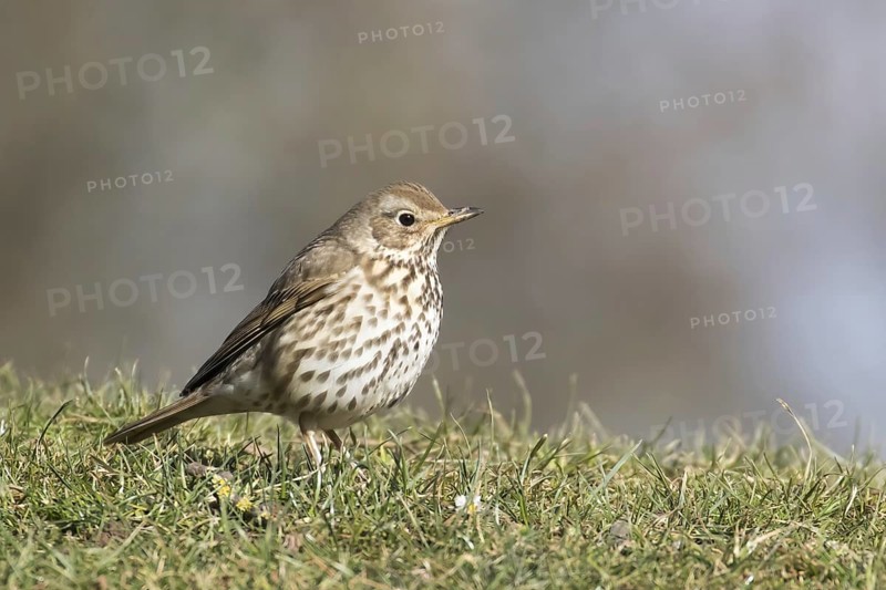 Song thrush
