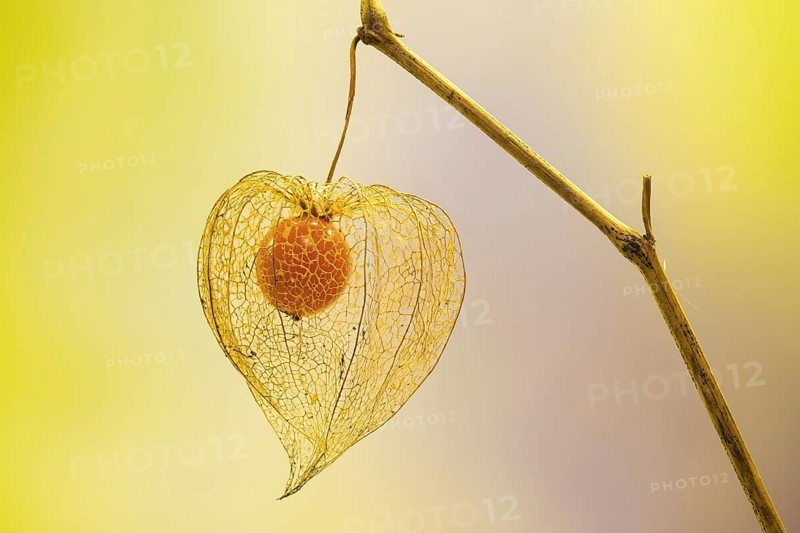 Bladder cherry