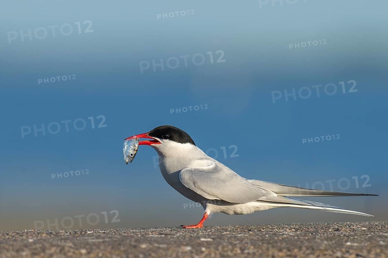 Arctic tern