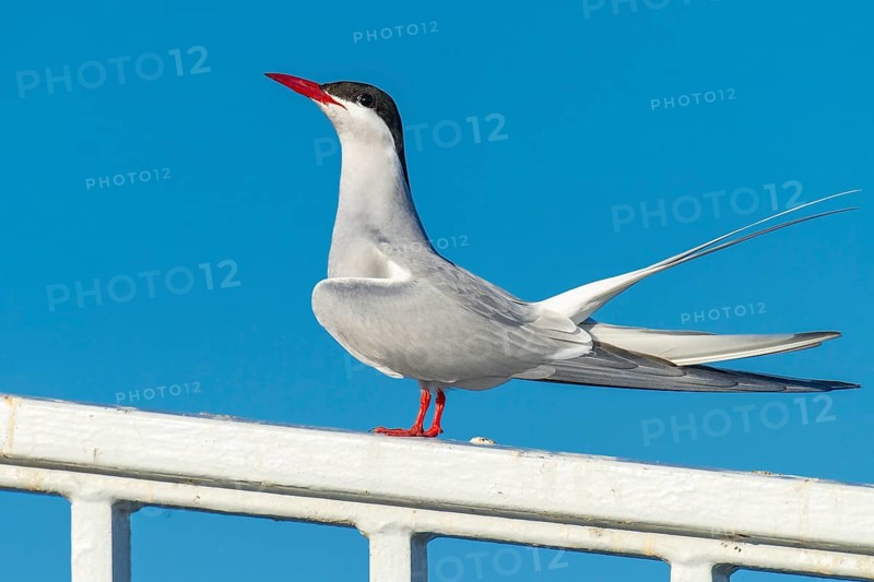 Arctic tern