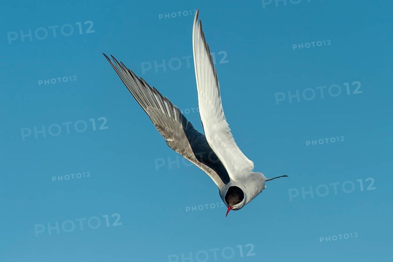 Arctic tern