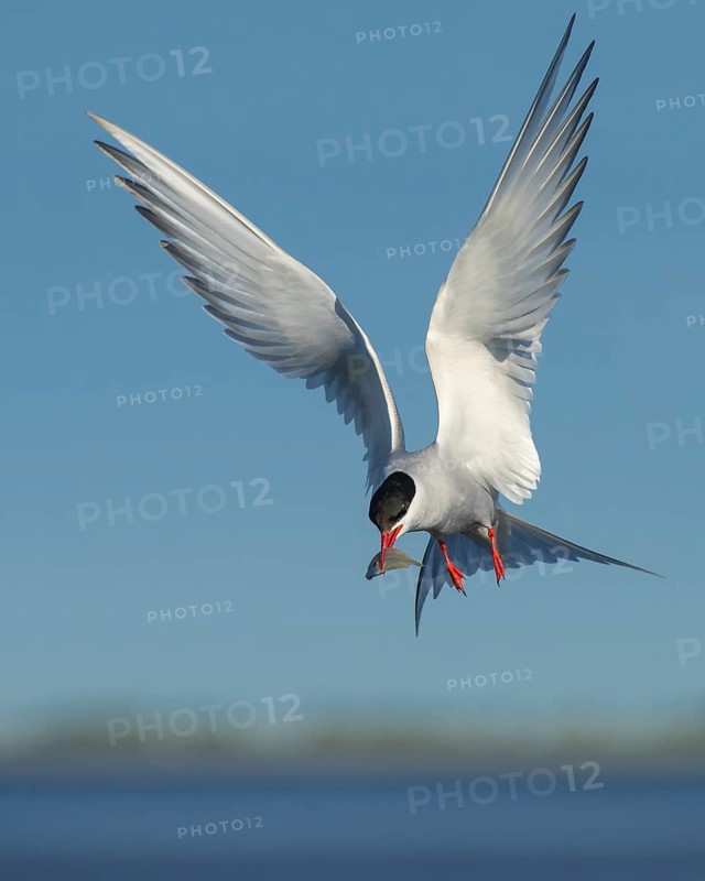 Arctic tern