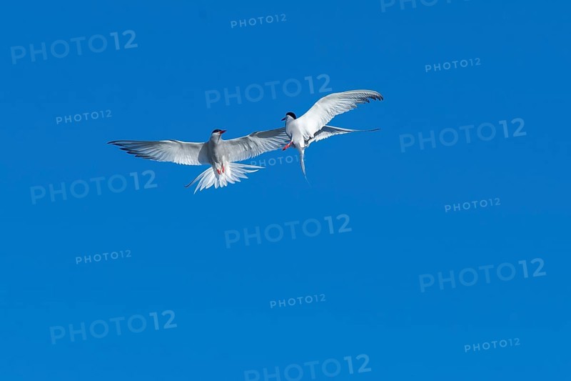 Arctic tern