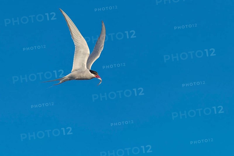 Arctic tern