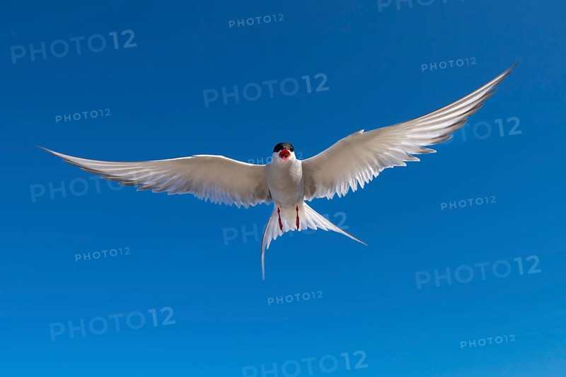 Arctic tern