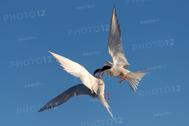 Arctic tern