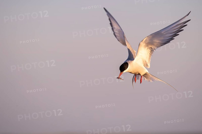 Arctic tern