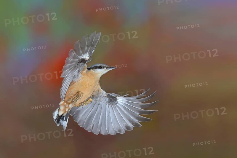 Eurasian nuthatch