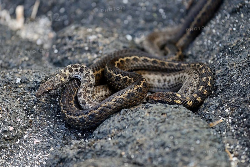 Banded Galapagos Snakes