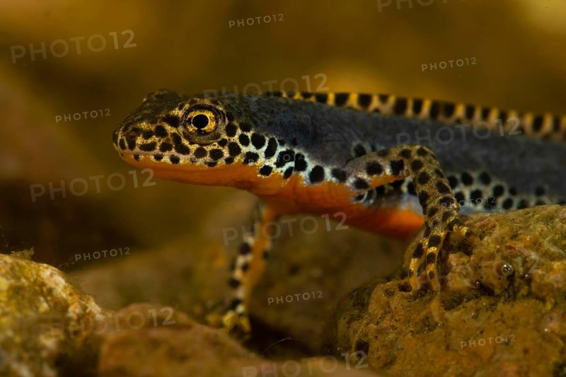 Alpine newt