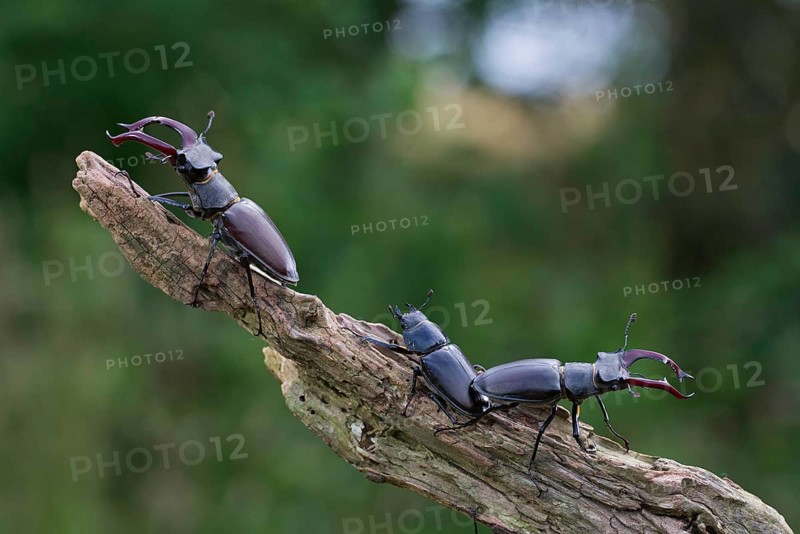 Stag beetle